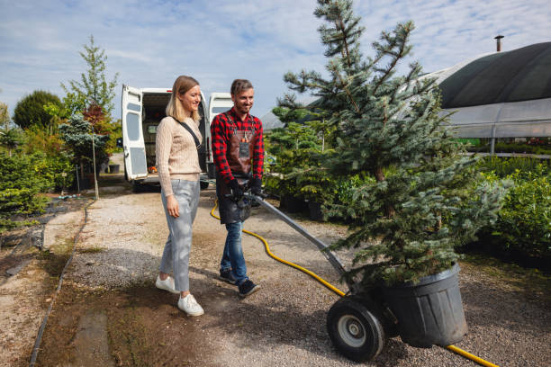 The Steps Involved in Our Tree Care Process in Texanna, OK